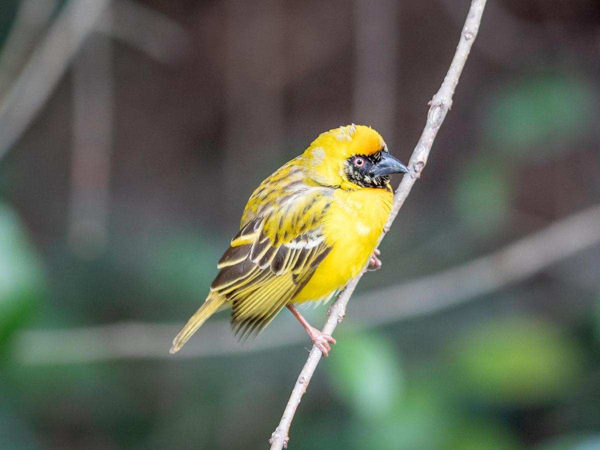 Seven Villa Hotel & Spa Johannesburgo Exterior foto Yellow-throated spiny-billed finch