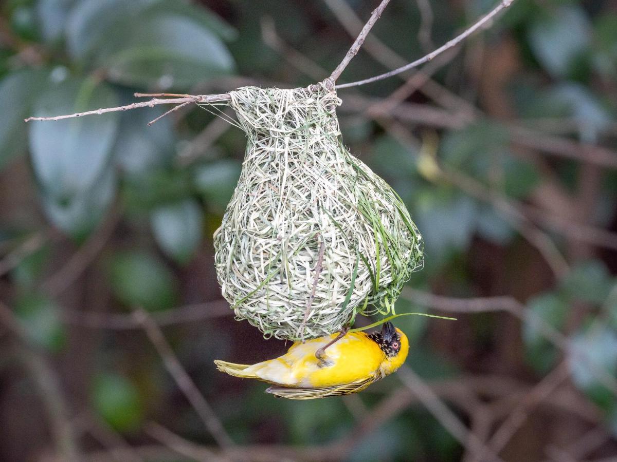 Seven Villa Hotel & Spa Johannesburgo Exterior foto Male hanging from a nest